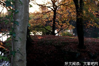 一叶知秋，一念缘起