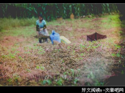 故事|荞麦
