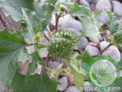 模糊的句子大全