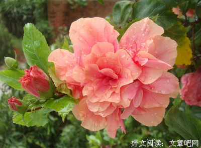 关于雅观的语句