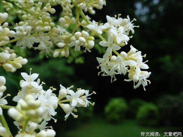 最全的《人间草木》名句欣赏