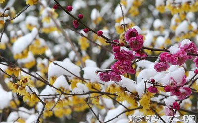 梅傲雪的句子