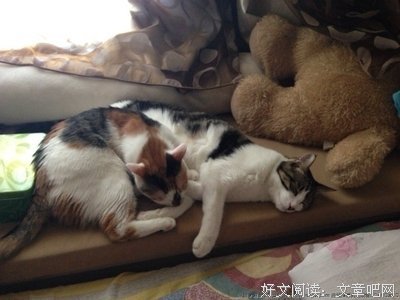 我和将军有个约定（下）