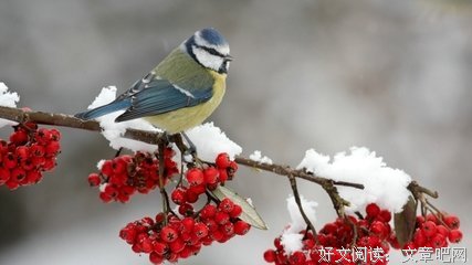 关于温柔的唯美语录