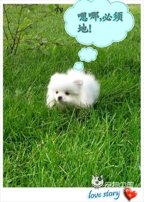 最新的《博美早报》经典的句子大全