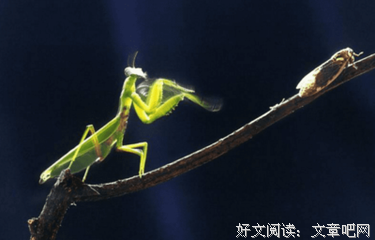 螳螂读后感10篇