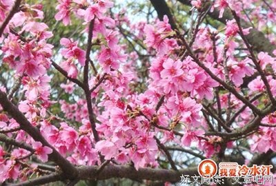 最经典的《同桌的你》好段摘抄