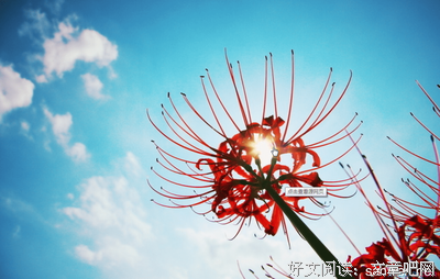 悲伤语录