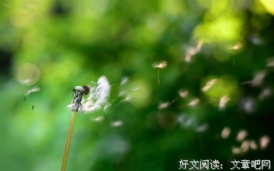 关于都随风散的唯美语录
