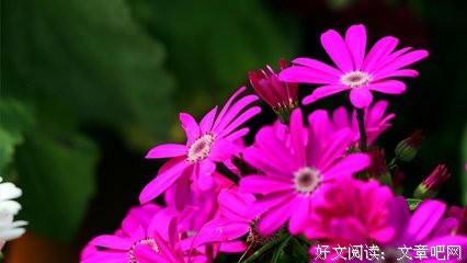 春语