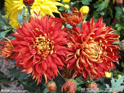 月桂的句子