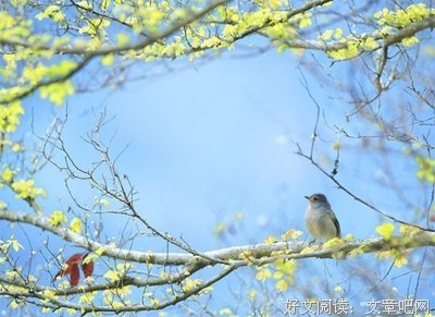 有关飞鸟集的句子