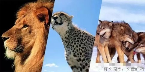 狼群被逼去吃草（我看了6遍）
