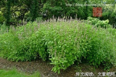 茄子的芳名叫落苏