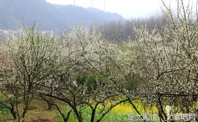 南柯没有梦 | 故乡的原风景