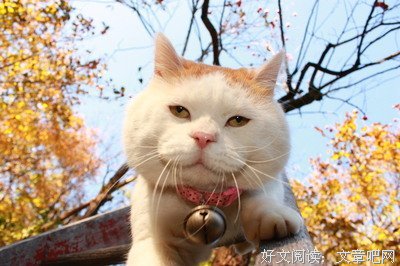 最经典的《极度分裂》经典语录