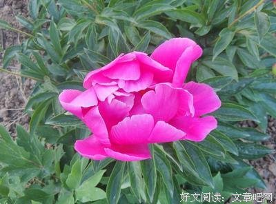 关于容离的语句
