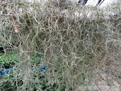 关于松萝的名言
