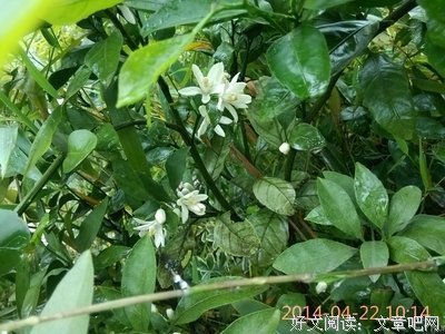 橘子树名言