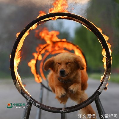 关于生军事格的优美句子