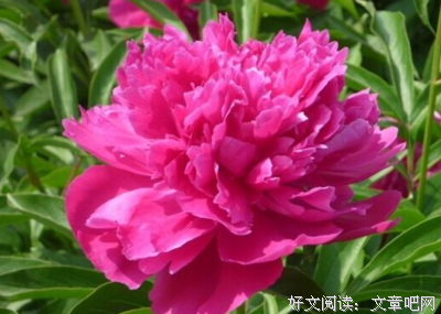 吃苦耐劳的句子