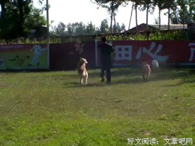 关于泰戈好小的句子