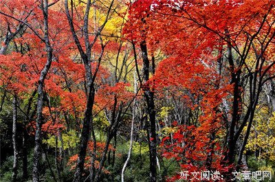 描写衣红霞的经典句子