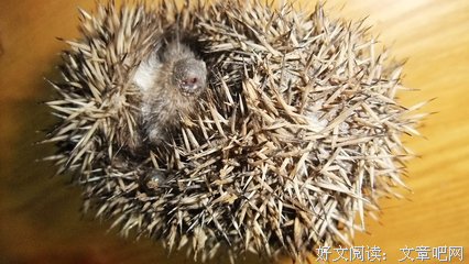 《艾可丝与大未知-共4册》读后感10篇