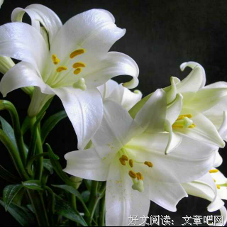 早读：我把来生交给你