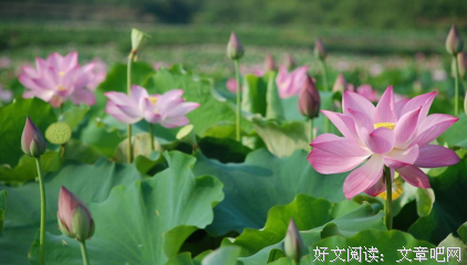 关于自由的优美句子