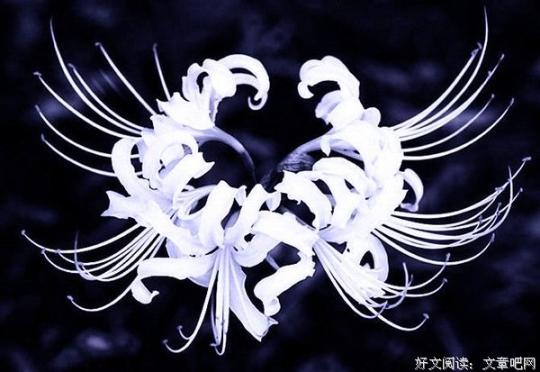 中水内还为蓝色的彼岸的优美句子
