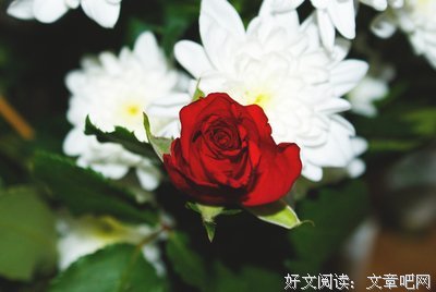关于朱砂红名言名句