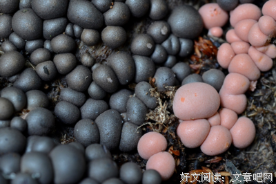一天之中什么时候最适宜交配｜大象公会