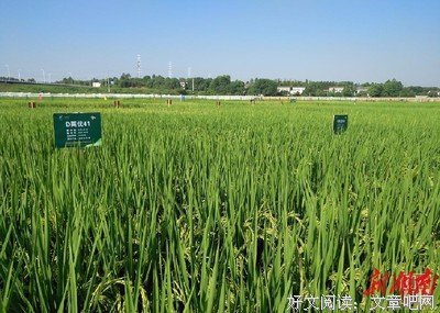 最经典的《袁创团队》经典语句