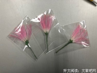 请，做一朵及时凋零的花