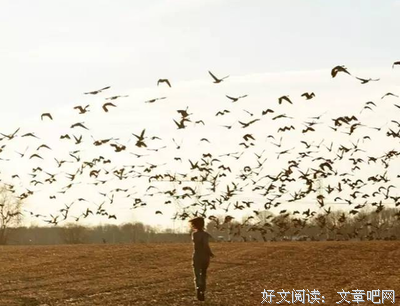 情深不寿经典的句子