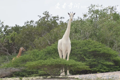 故事|老守卫斑纹蜂
