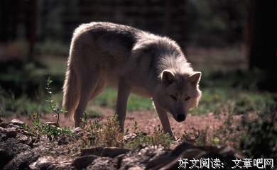 最全的《重返狼群》小说书摘大全