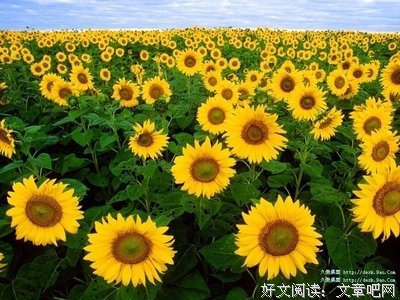 牙牙格言警句