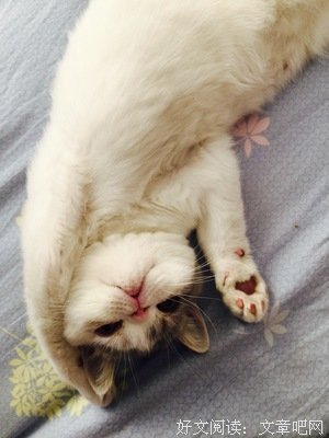我忍不住了，带了一点猫粮下去喂，结果还是跑了发出了声音，那男