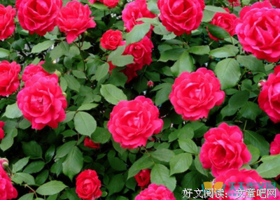 关于细嗅蔷薇的优美句子