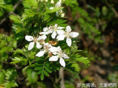 关于四月是你的谎言的优美句子