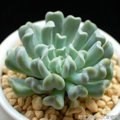 玉莲的名言_关于玉莲的名言