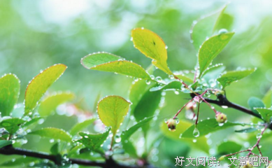有关柳延的美句摘抄