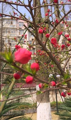 人无千日好，花无百日红