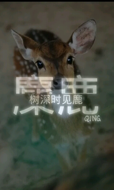 关于怎敌你々的句子