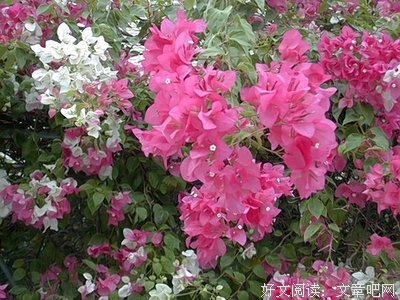 洛音凡的名言_关于洛音凡的名言
