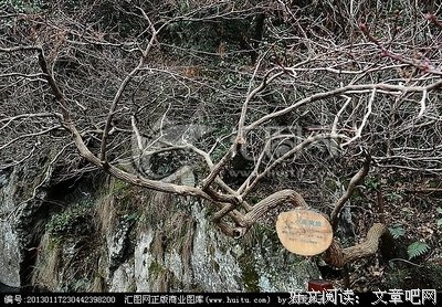 描写萧南烛的经典句子