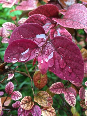 秋雨声声，敲谁心窗