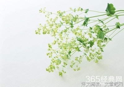 苏子-清欢优美的句子